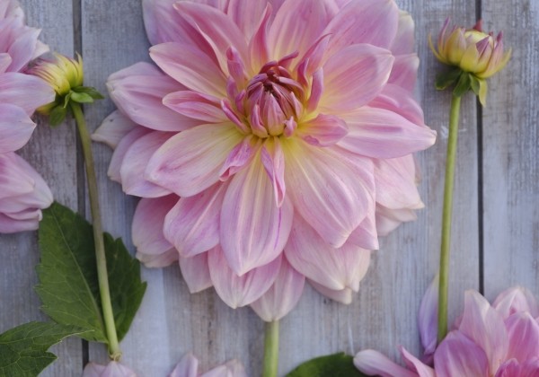 Dahlia hortensis Fairway Pilot