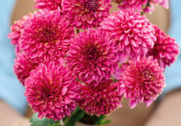 Dahlia hortensis Alyshia