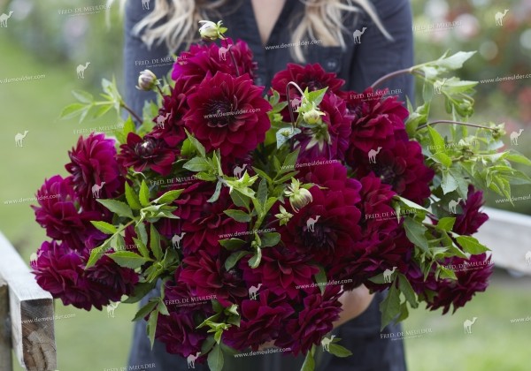 Dahlia hortensis Admiral Rawlings