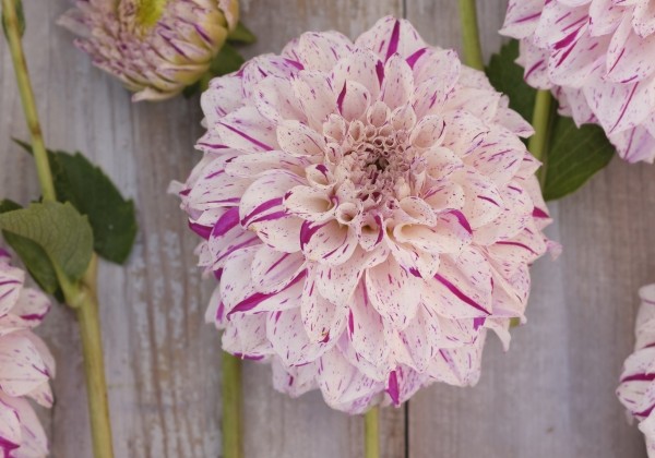 Dahlia hortensis Danceline