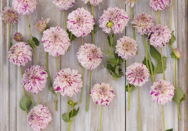 Dahlia hortensis Danceline