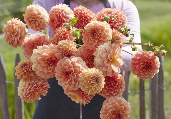 Dahlia hortensis Apricona