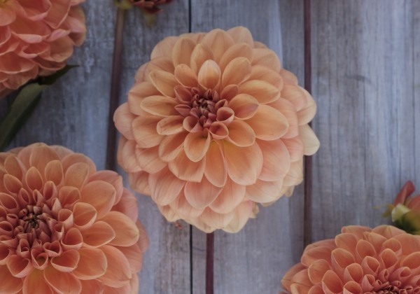 Dahlia hortensis Apricona