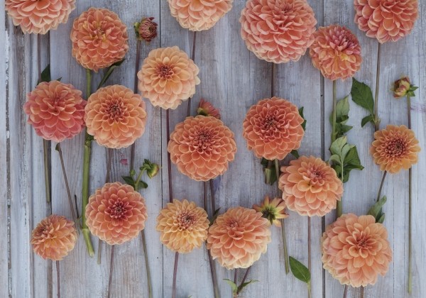 Dahlia hortensis Apricona
