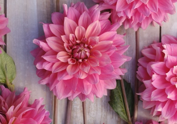 Dahlia hortensis Anne Claire