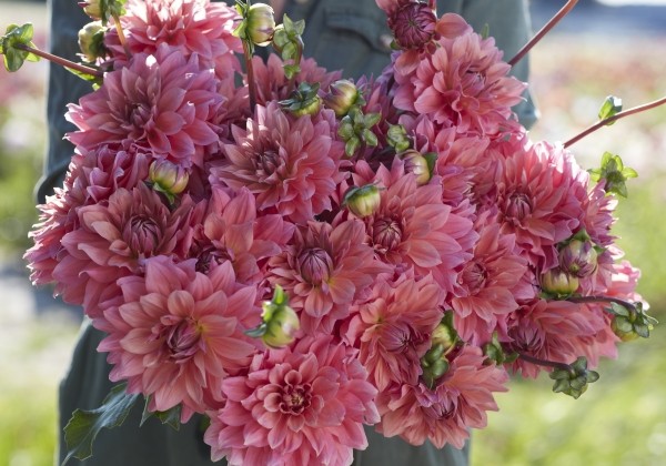 Dahlia hortensis Anne Claire
