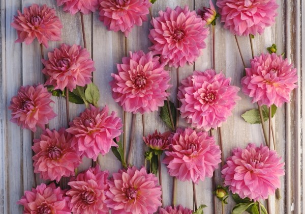 Dahlia hortensis Anne Claire
