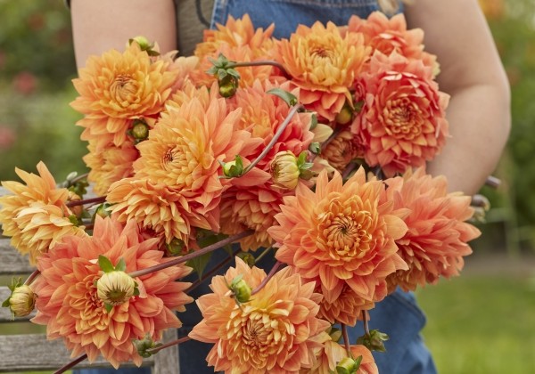 Dahlia hortensis Salmonette