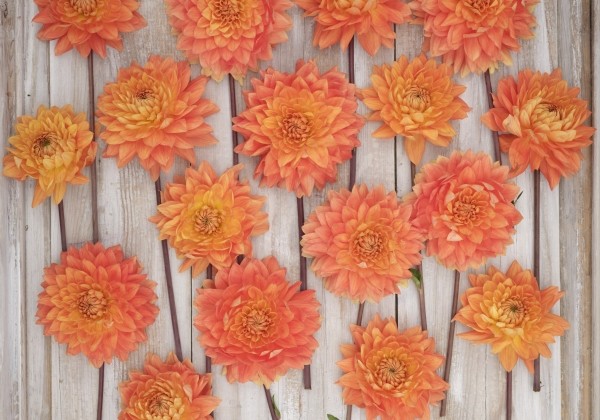 Dahlia hortensis Salmonette