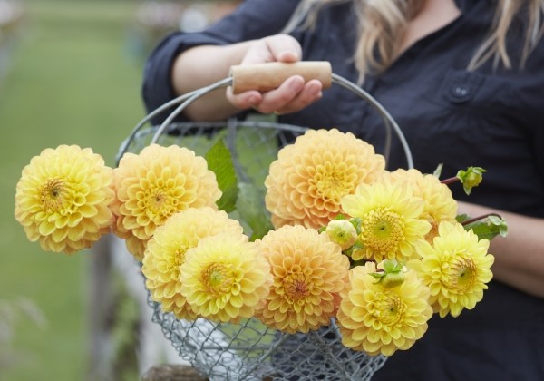 Dahlia hortensis Royal Yellow