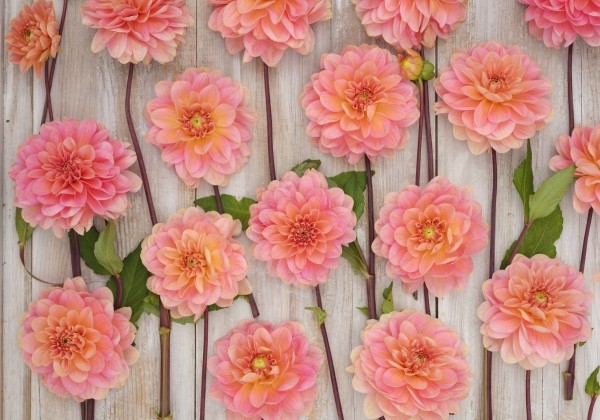 Dahlia hortensis Rosario