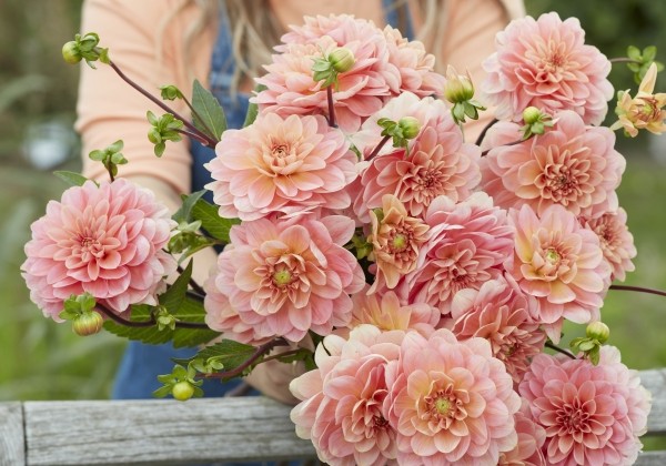 Dahlia hortensis Rosario