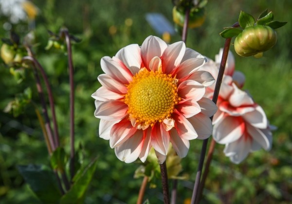 Dahlia hortensis Red & White Emperor
