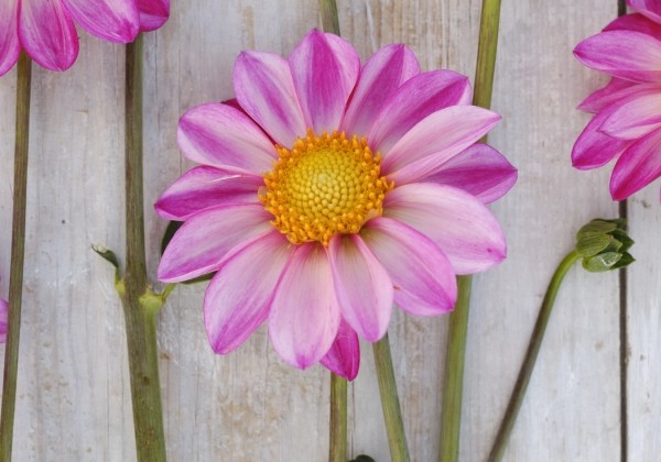 Dahlia hortensis Pink Emperor