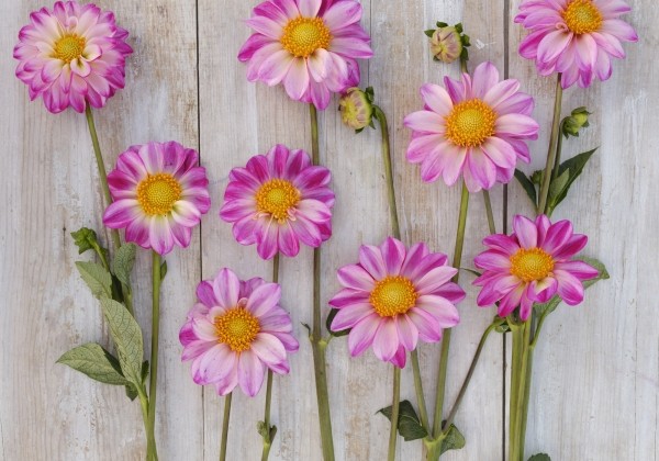 Dahlia hortensis Pink Emperor