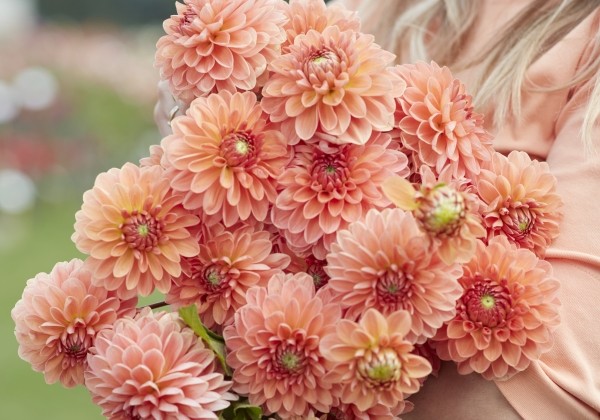 Dahlia hortensis Orange Favourite