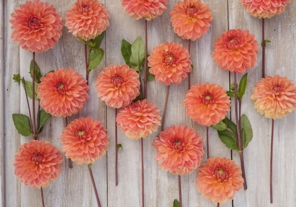 Dahlia hortensis Orange Favourite