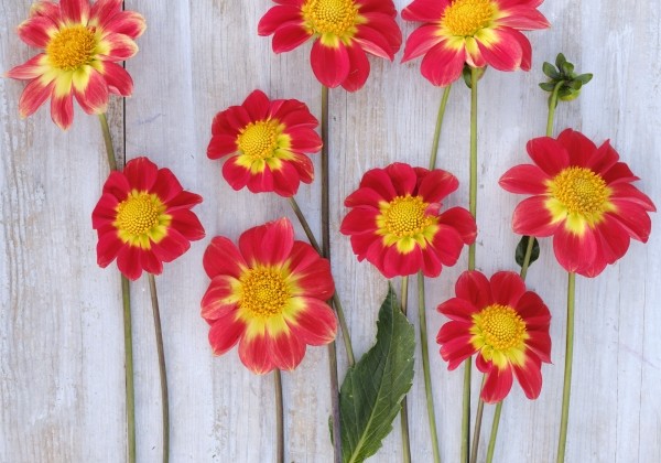 Dahlia hortensis Orange Emperor