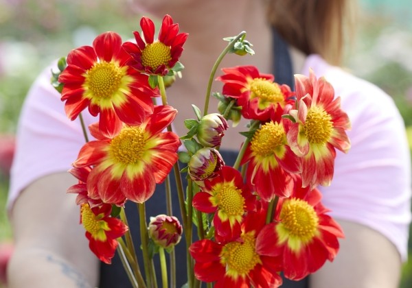 Dahlia hortensis Orange Emperor