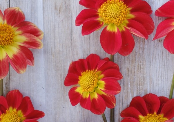 Dahlia hortensis Orange Emperor