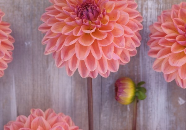 Dahlia hortensis Moderato