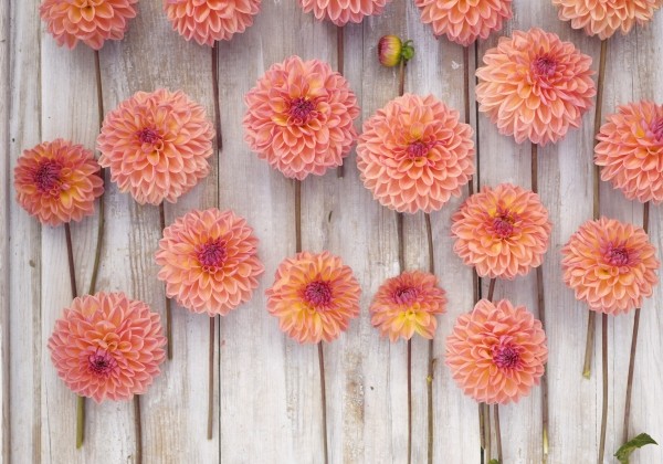 Dahlia hortensis Moderato