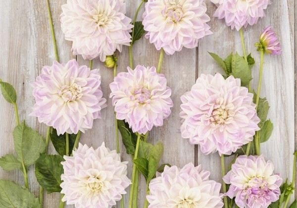 Dahlia hortensis Mama Mia