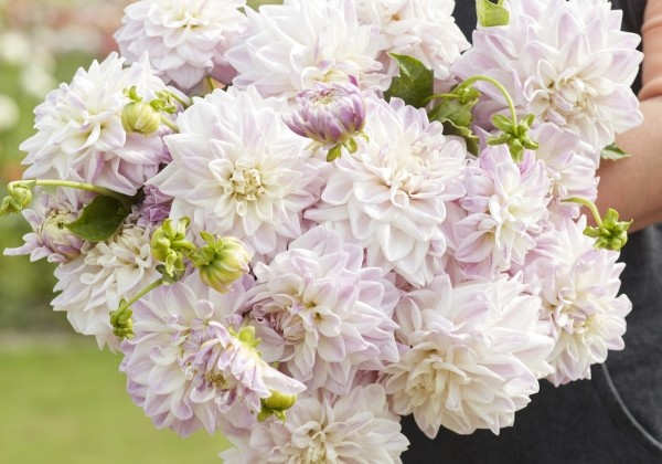 Dahlia hortensis Mama Mia