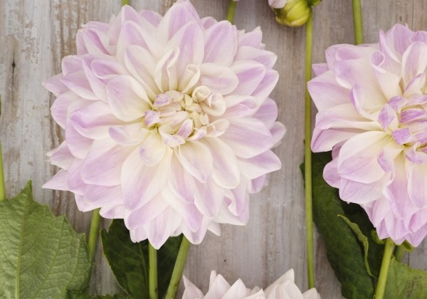 Dahlia hortensis Mama Mia