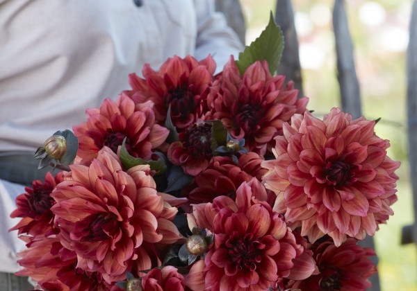 Dahlia hortensis Invitation