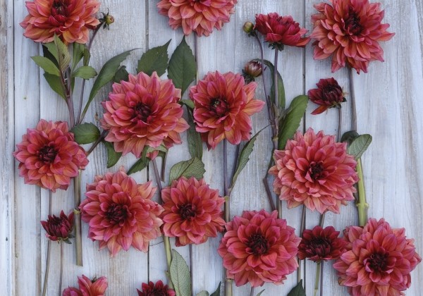 Dahlia hortensis Invitation