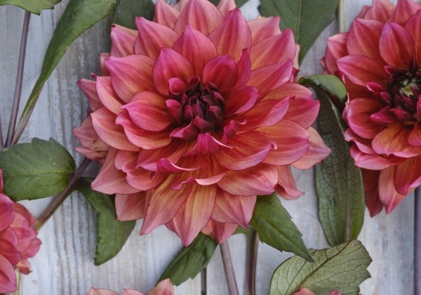 Dahlia hortensis Invitation