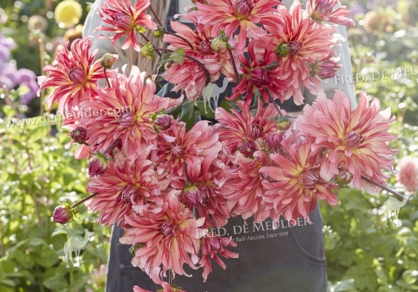 Dahlia hortensis Dutch Delight