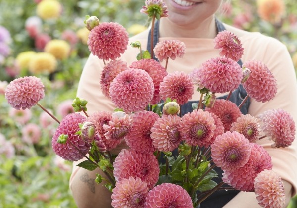 Dahlia hortensis Hapet Coppery