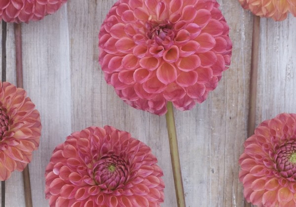 Dahlia hortensis Hapet Coppery