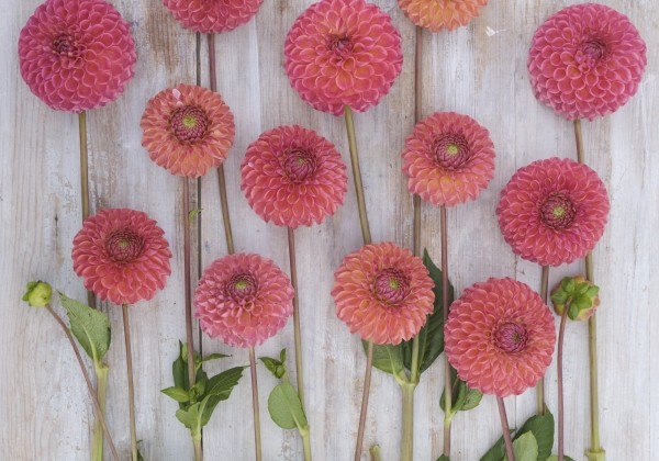 Dahlia hortensis Hapet Coppery