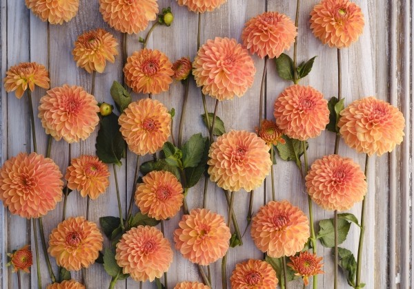 Dahlia hortensis Amber Crystal