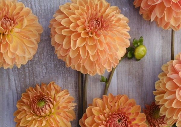 Dahlia hortensis Amber Crystal