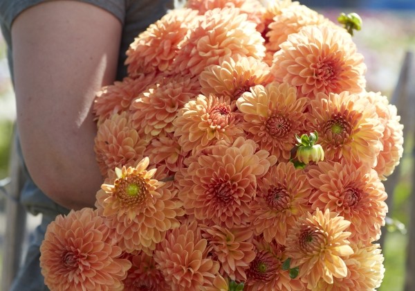 Dahlia hortensis Amber Crystal