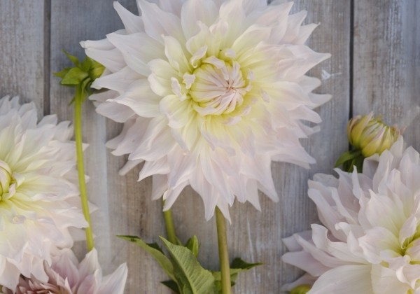 Dahlia hortensis Ka's Cloud