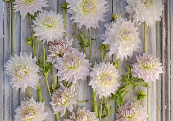 Dahlia hortensis Ka's Cloud
