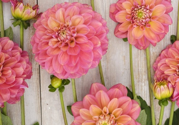 Dahlia hortensis Milena Fleur