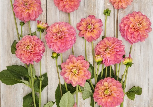 Dahlia hortensis Milena Fleur