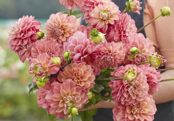 Dahlia hortensis Milena Fleur