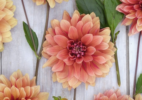 Dahlia hortensis Miss Brandy