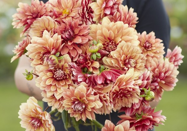 Dahlia hortensis Miss Brandy