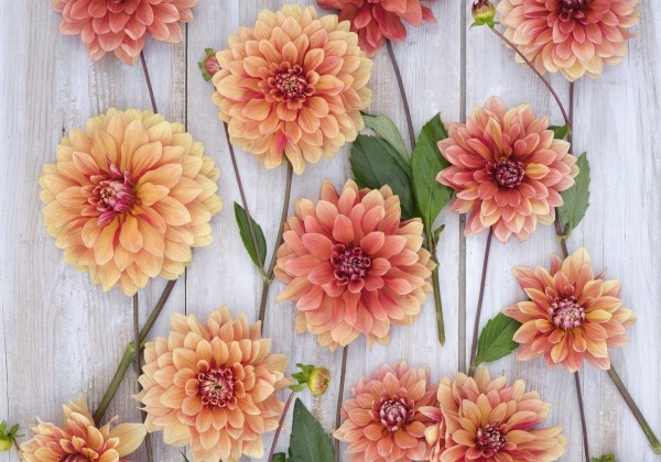 Dahlia hortensis Miss Brandy