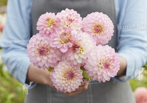 Dahlia hortensis Arbatax