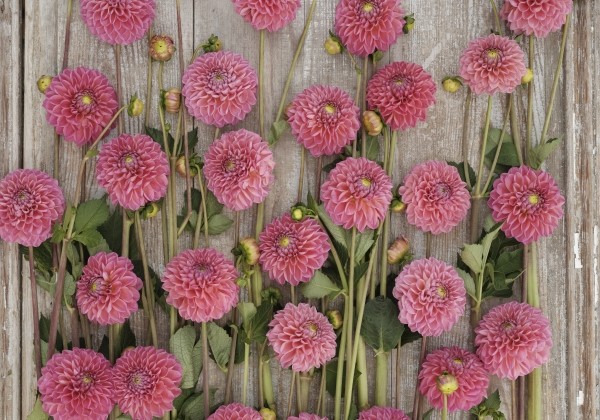 Dahlia hortensis Dikara Superb