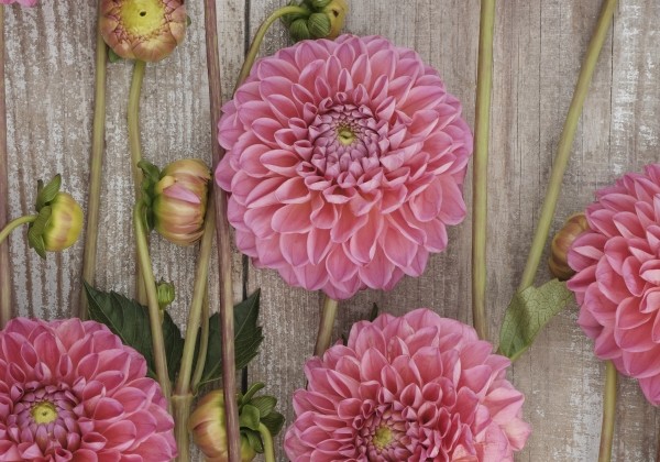 Dahlia hortensis Dikara Superb